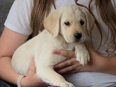 IKC Registered Pedigree Labrador puppies in Carlow