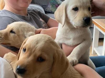 Pedigree Labrador Pups (IKC registered) in Carlow