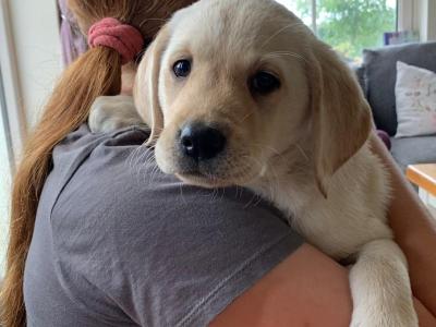 Pedigree Labrador Pups (IKC registered) in Carlow