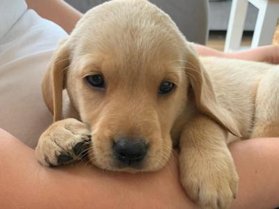 Pedigree Labrador Pups (IKC registered) in Carlow
