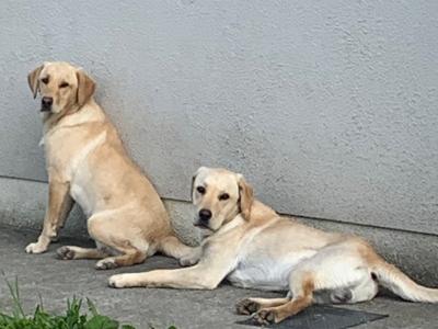 Pedigree Labrador Pups (IKC registered) in Carlow
