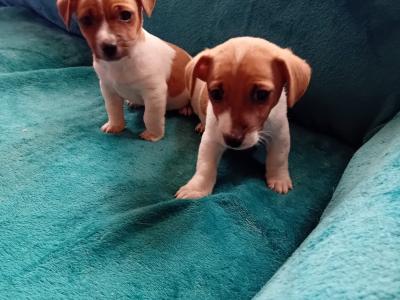 Female Jack Russell puppy in Carlow