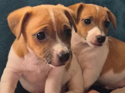 Female Jack Russell puppy in Carlow
