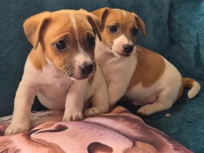IKC Registered (pending) female Jack Russell puppy in Carlow