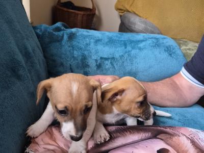 Female Jack Russell puppy in Carlow