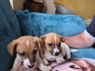 Female Jack Russell puppy in Carlow
