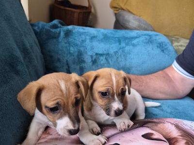 Female Jack Russell puppy in Carlow