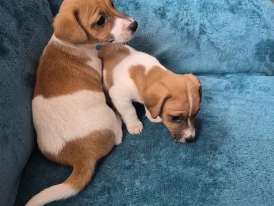 Female Jack Russell puppy in Carlow