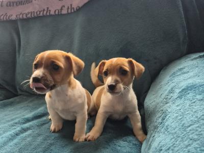 Female Jack Russell puppy in Carlow