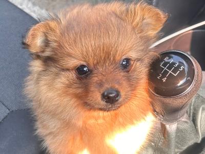 Male Border Collie x Pomeranian puppy for sale in Kerry