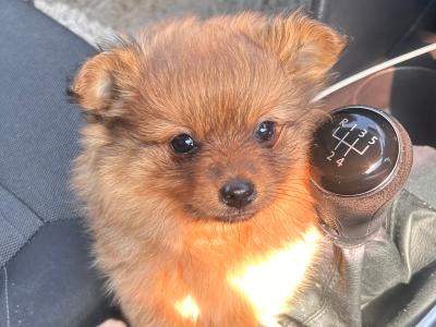 Male Border Collie x Pomeranian puppy for sale in Kerry