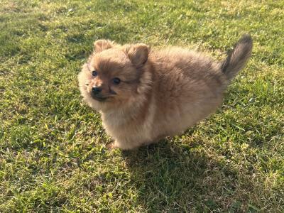 Male Border Collie x Pomeranian puppy for sale in Kerry