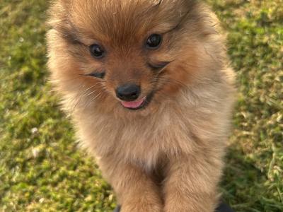 Male Border Collie x Pomeranian puppy for sale in Kerry