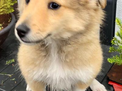 Male Shetland Sheepdog puppy in Galway