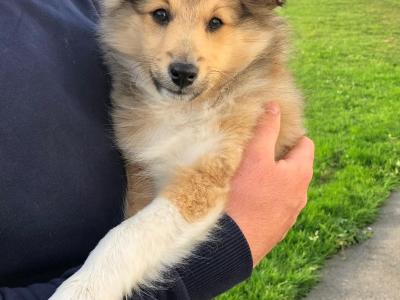Male Shetland Sheepdog puppy in Galway
