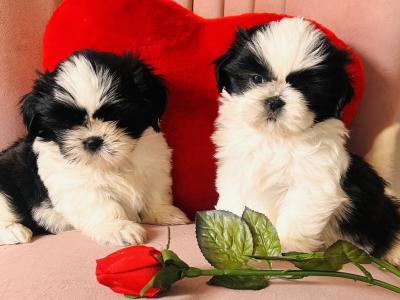 Stunning Purebred ShihTzu Puppies