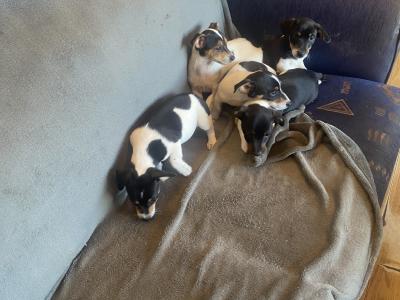 Jack Russell puppies in Kerry