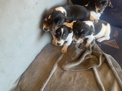Jack Russell puppies in Kerry