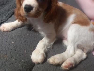 Cavalier King Charles Spaniel puppies in Offaly