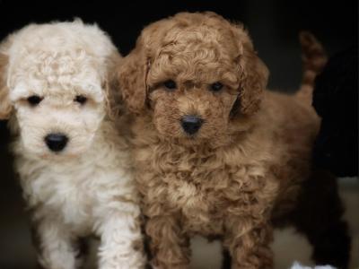KC Registered miniature Poodle puppies in Tyrone
