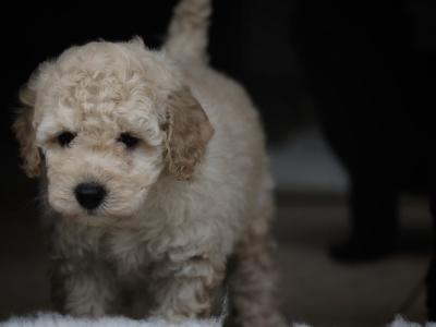 KC Registered miniature Poodle puppies in Tyrone