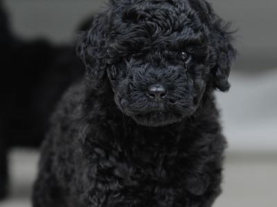 KC Registered miniature Poodle puppies in Tyrone