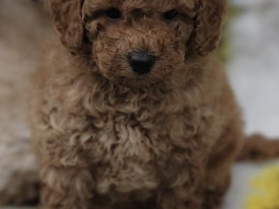 KC Registered miniature Poodle puppies in Tyrone