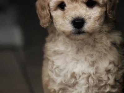 KC Registered miniature Poodle puppies in Tyrone