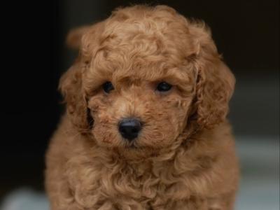 KC Registered miniature Poodle puppies in Tyrone