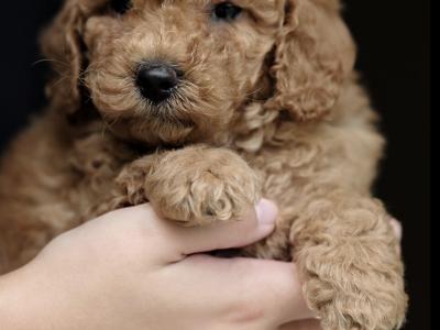 KC Registered miniature Poodle puppies in Tyrone