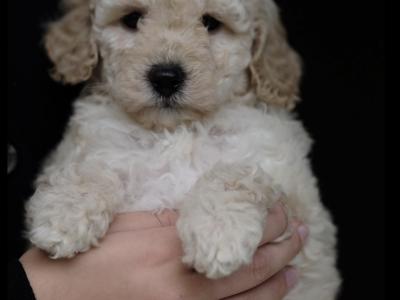 KC Registered miniature Poodle puppies in Tyrone