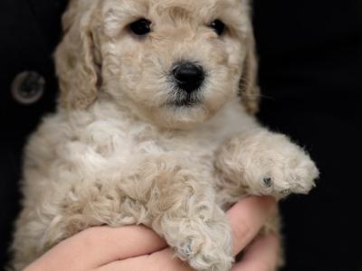 KC Registered miniature Poodle puppies in Tyrone