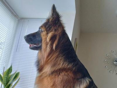 Long Haired German Shepherd puppies for sale in Cork