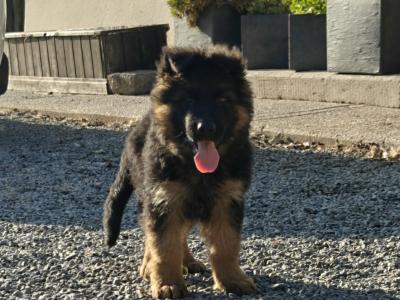 Long Haired German Shepherd puppies for sale in Cork