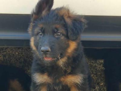 Long Haired German Shepherd puppies for sale in Cork