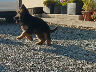 Long Haired German Shepherd puppies for sale in Cork