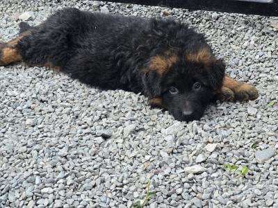 Long Haired German Shepherd puppies for sale in Cork