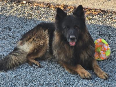 Long Haired German Shepherd puppies for sale in Cork