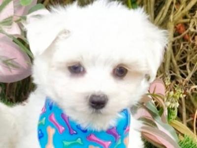 Super Cute male Maltese puppy in Wexford