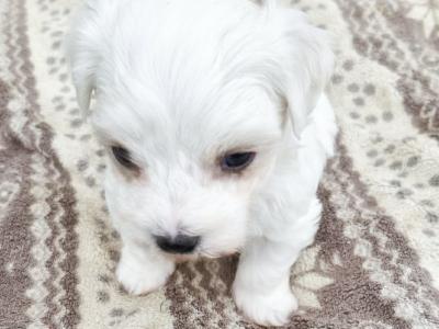 Super Cute male Maltese puppy in Wexford