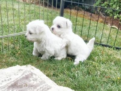 Super Cute male Maltese puppy in Wexford
