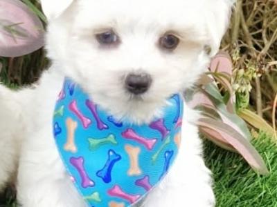 Super Cute male Maltese puppy in Wexford