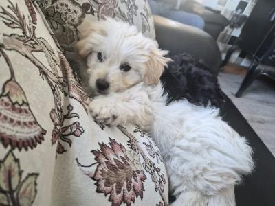 Poochon/Pomeranian 1 beautiful Female cream puppy left