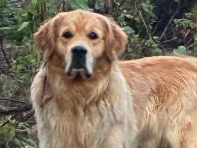 Trevor - Golden Retriever for stud in Wexford