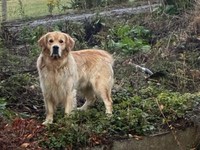 Trevor - Golden Retriever for stud in Wexford