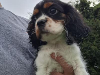 Classic Cavalier King Charles Spaniel puppies in Westmeath
