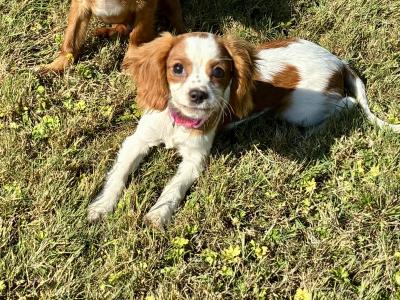 Beautiful Cavalier King Charles puppies in Wexford