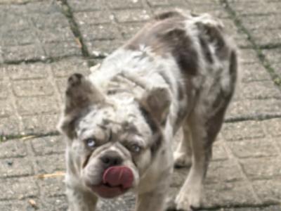 Hairy French Bulldog for stud in Wexford