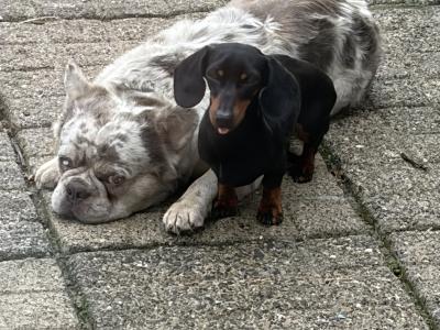 Hairy French Bulldog for stud in Wexford