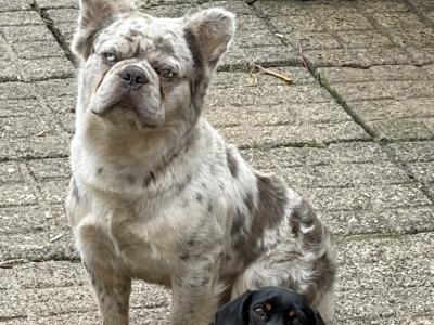 Hairy French Bulldog for stud in Wexford
